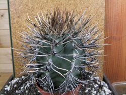 Astrophytum niveum nudum XXL 10x13 cm