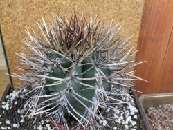 Astrophytum niveum nudum XXL 10x13 cm - 12393839