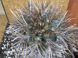 Astrophytum niveum nudum XXL 10x13 cm - 12393840