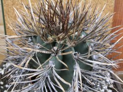 Astrophytum niveum nudum XXL 10x13 cm - 12393841