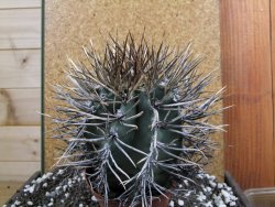 Astrophytum niveum nudum XXL 10x13 cm - 12393842