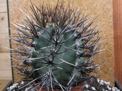 Astrophytum niveum nudum XXL 10x13 cm - 12393843