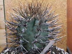 Astrophytum niveum nudum XXL 10x13 cm - 12393844