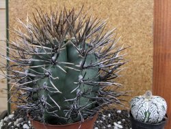 Astrophytum niveum nudum XXL 10x13 cm - 12393845
