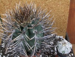 Astrophytum niveum nudum XXL 10x13 cm - 12393846
