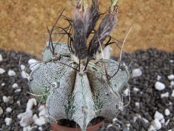 Astrophytum capricorne major