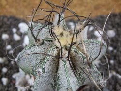 Astrophytum capricorne major - 12393862