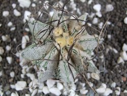 Astrophytum capricorne major - 12393863