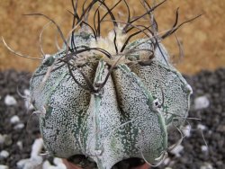 Astrophytum capricorne major - 12393864