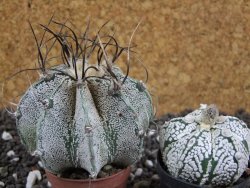 Astrophytum capricorne major - 12393865