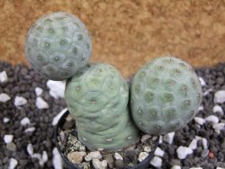 Tephrocactus geometricus pot 5,5 cm - 12393876