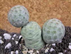 Tephrocactus geometricus pot 5,5 cm - 12393877