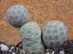 Tephrocactus geometricus pot 5,5 cm