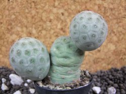 Tephrocactus geometricus pot 5,5 cm - 12393879