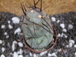 Tephrocactus geometricus pot 5,5 cm - 12393881