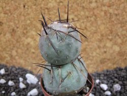 Tephrocactus geometricus pot 5,5 cm - 12393882