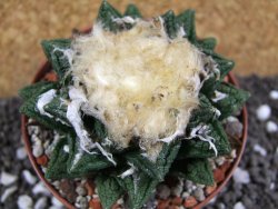 Ariocarpus fissuratus hintonii Matehuala XXL pot 9 cm - 12393913