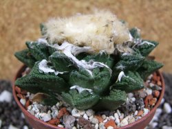 Ariocarpus fissuratus hintonii Matehuala XXL pot 9 cm - 12393915