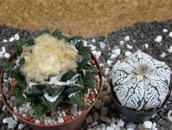 Ariocarpus fissuratus hintonii Matehuala XXL pot 9 cm - 12393916