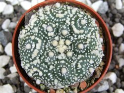 Astrophytum Hanazano Kabuto kiko, pot 5,5 cm