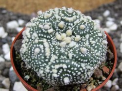 Astrophytum Hanazano Kabuto kiko, pot 5,5 cm - 12393998
