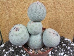 Tephrocactus geometricus XXL 13xV 12 cm