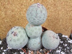 Tephrocactus geometricus XXL 13xV 12 cm - 12394015