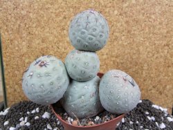 Tephrocactus geometricus XXL 13xV 12 cm - 12394016