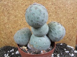 Tephrocactus geometricus XXL 13xV 12 cm - 12394017