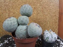 Tephrocactus geometricus XXL 13xV 12 cm - 12394018