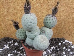 Tephrocactus geometricus XXL 12xV 10 cm