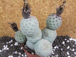 Tephrocactus geometricus XXL 12xV 10 cm - 12394020