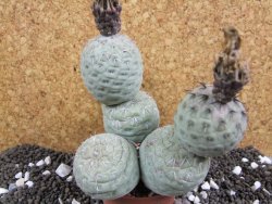 Tephrocactus geometricus XXL 12xV 10 cm - 12394021