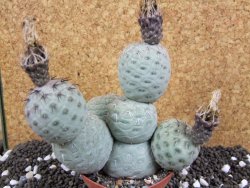 Tephrocactus geometricus XXL 12xV 10 cm - 12394022