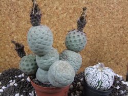 Tephrocactus geometricus XXL 12xV 10 cm - 12394023