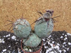 Tephrocactus geometricus pot 5,5 cm