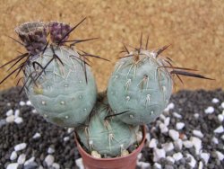 Tephrocactus geometricus pot 5,5 cm - 12394036