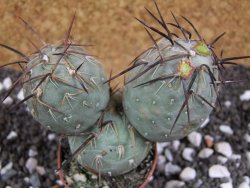 Tephrocactus geometricus pot 5,5 cm - 12394037