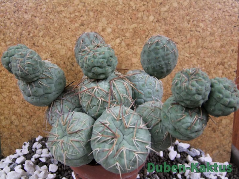 Tephrocactus geometricus XXL 15x12xV 9 cm