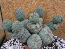 Tephrocactus geometricus XXL 15x12xV 9 cm - 12394053