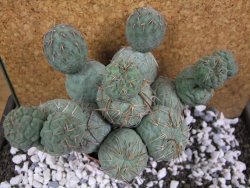 Tephrocactus geometricus XXL 15x12xV 9 cm - 12394054