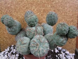 Tephrocactus geometricus XXL 15x12xV 9 cm