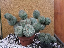 Tephrocactus geometricus XXL 15x12xV 9 cm - 12394056