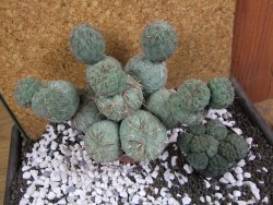 Tephrocactus geometricus XXL 15x12xV 9 cm - 12394057