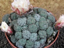Puna bonniae XL, pot 8,5 cm