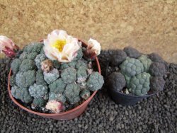 Puna bonniae XL, pot 8,5 cm - 12394079