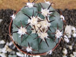 Echinocactus horizonthalonius, pot 7 cm - 12394083