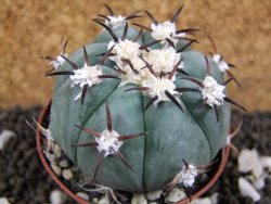 Echinocactus horizonthalonius, pot 7 cm - 12394084