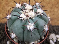 Echinocactus horizonthalonius, pot 7 cm - 12394086