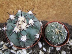 Echinocactus horizonthalonius, pot 7 cm - 12394087